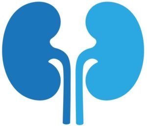 kidney illusrtation vector
